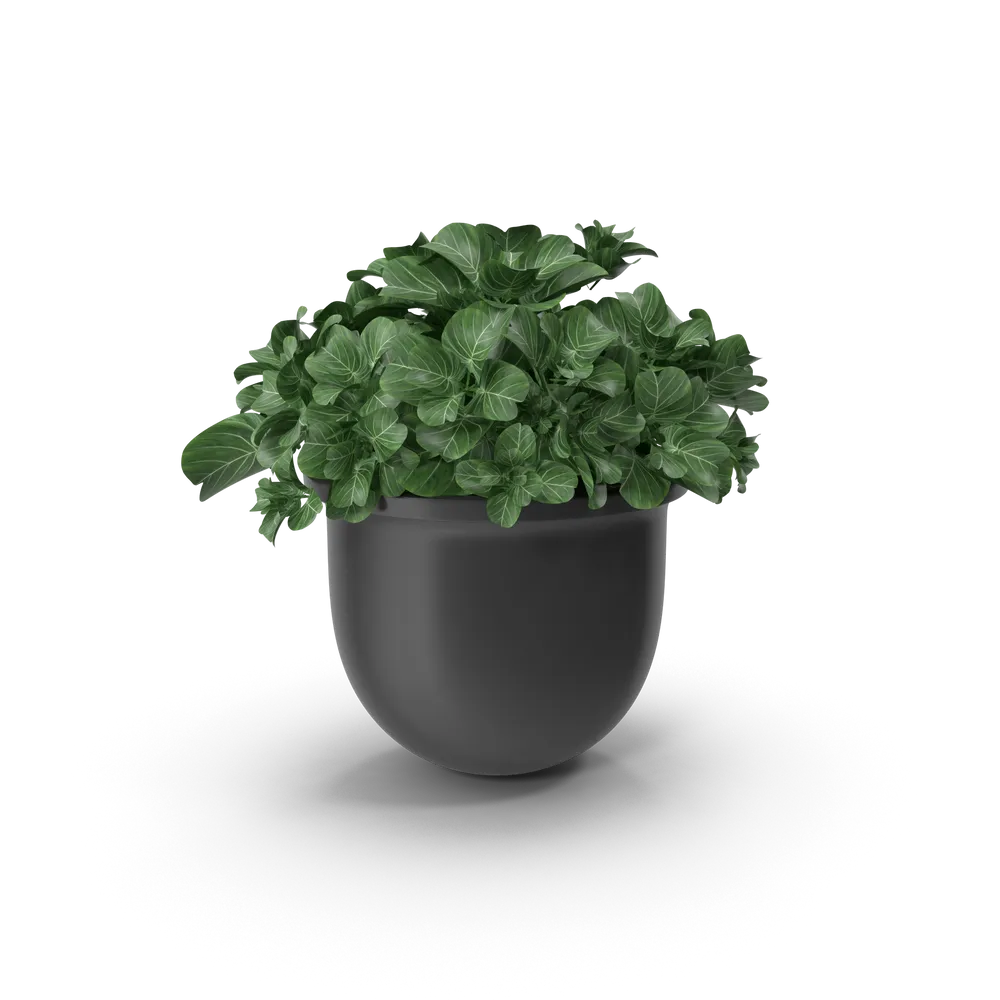Plant Pot